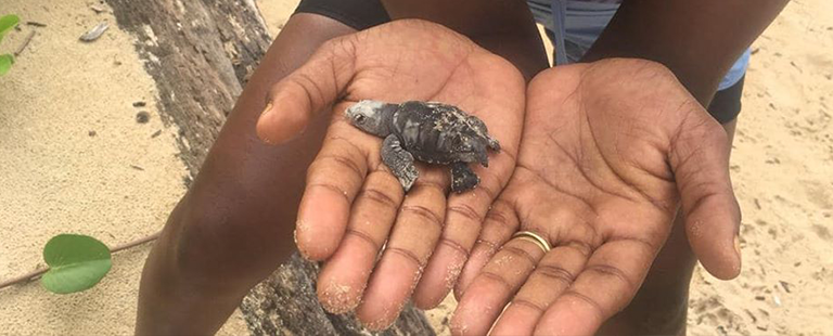 Recyclage & Collecte au chevet de l’association Tortues Tahiti Gabon